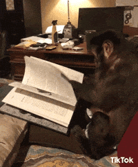 chimp reading