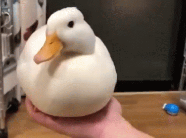 Thursday Trivia Oct. 16